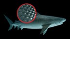 Innovative Shark Skin Technology